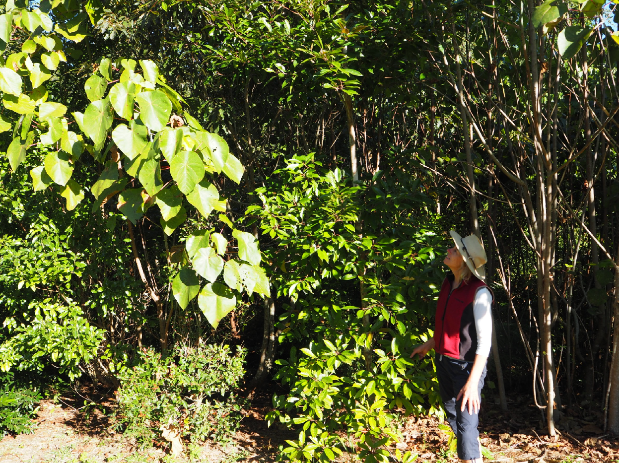 Cooloolabin s Journey From Weeds To Wildlife Mirage News Cooloolabin s journey from weeds to wildlife mirage news
